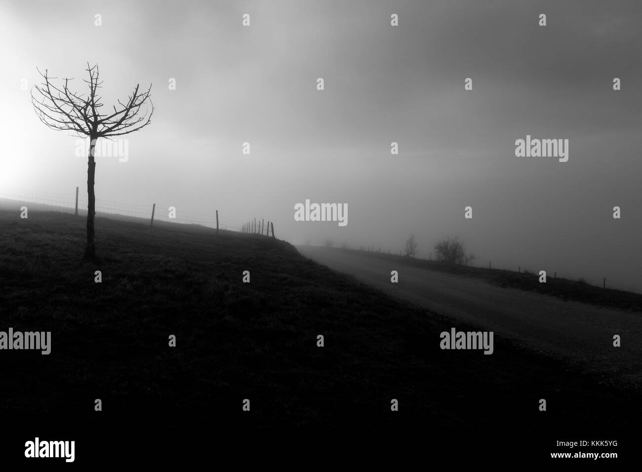 A small tree near a mountain road and fence, with fog and low sun filtering through Stock Photo