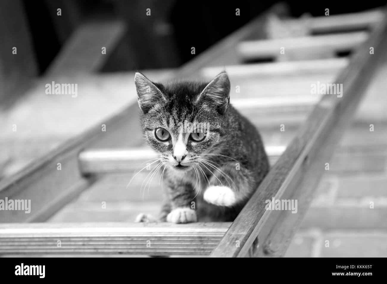young cat climbing on a ladder Stock Photo