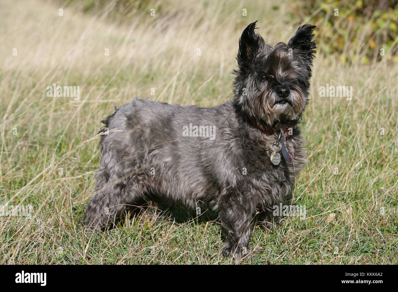 Terrier Cairn Cairn Terrier Short Haired Skye Stock Photo