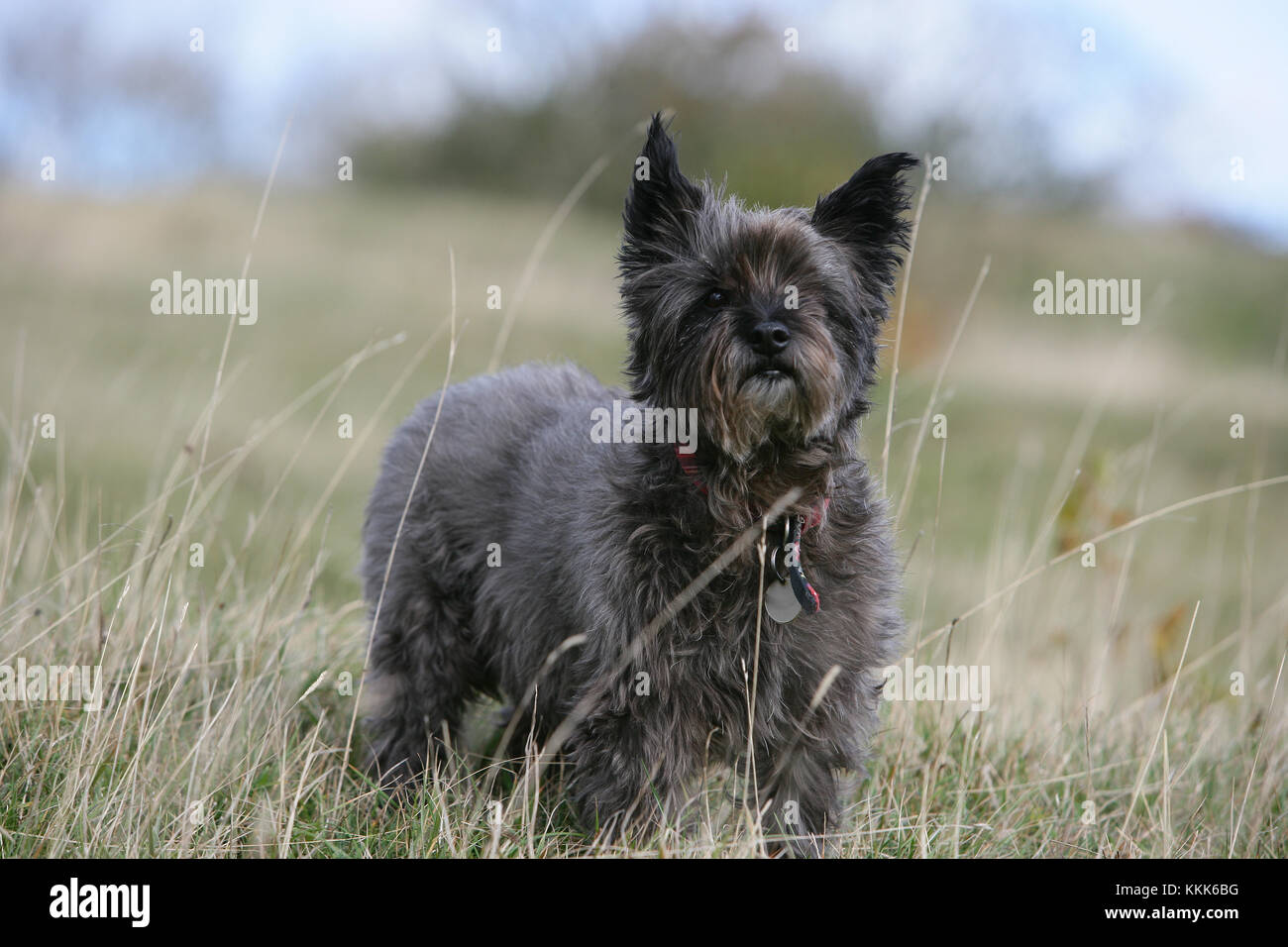 Terrier Cairn Cairn Terrier Short Haired Skye Stock Photo
