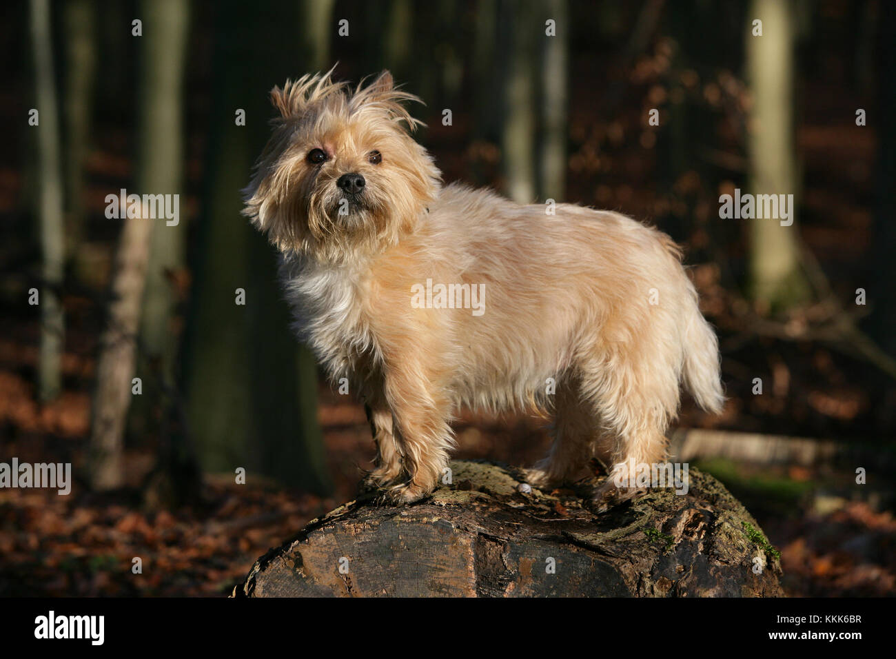 Terrier Cairn Cairn Terrier Short Haired Skye Stock Photo