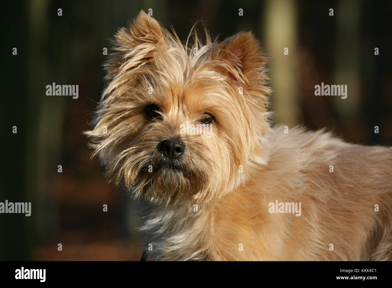 Terrier Cairn Cairn Terrier Short Haired Skye Stock Photo