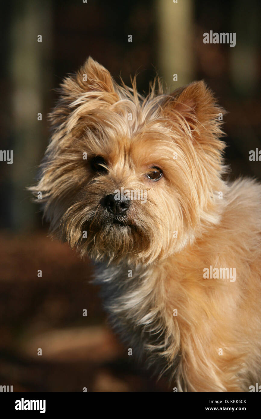 Terrier Cairn Cairn Terrier Short Haired Skye Stock Photo