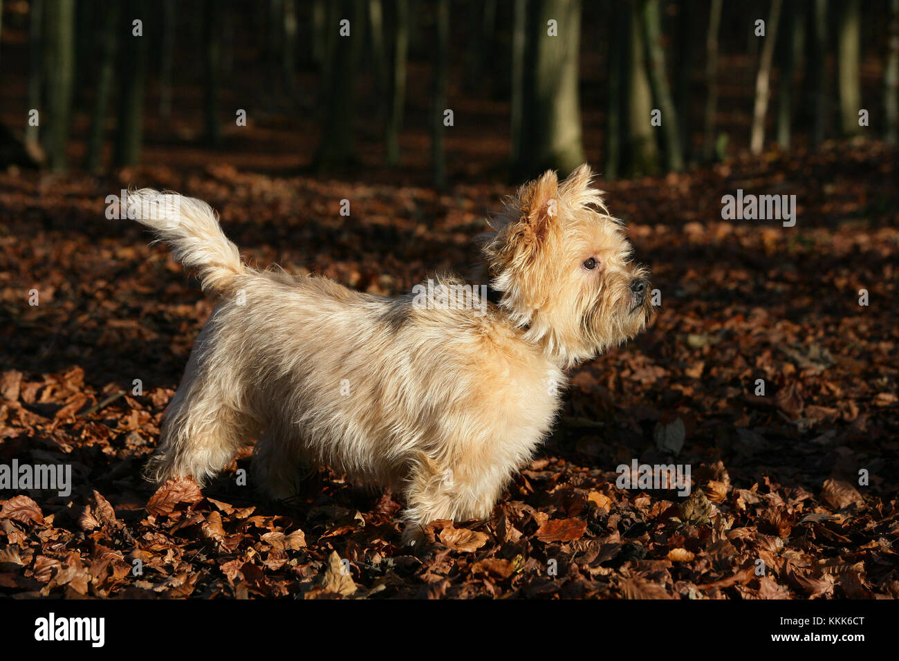 Terrier Cairn Cairn Terrier Short Haired Skye Stock Photo