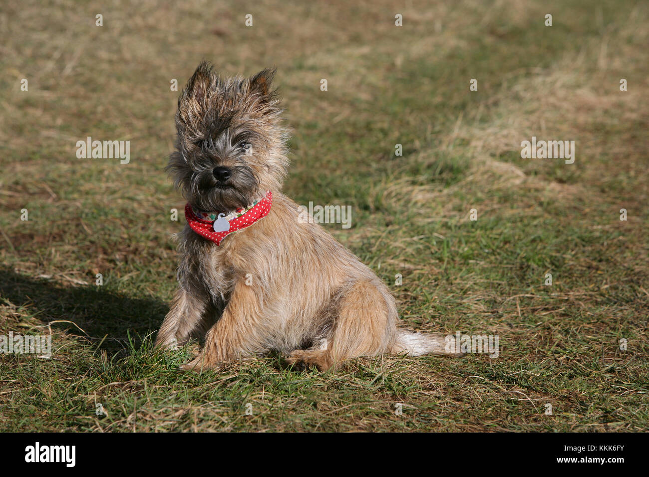 Terrier Cairn Cairn Terrier Short Haired Skye Stock Photo