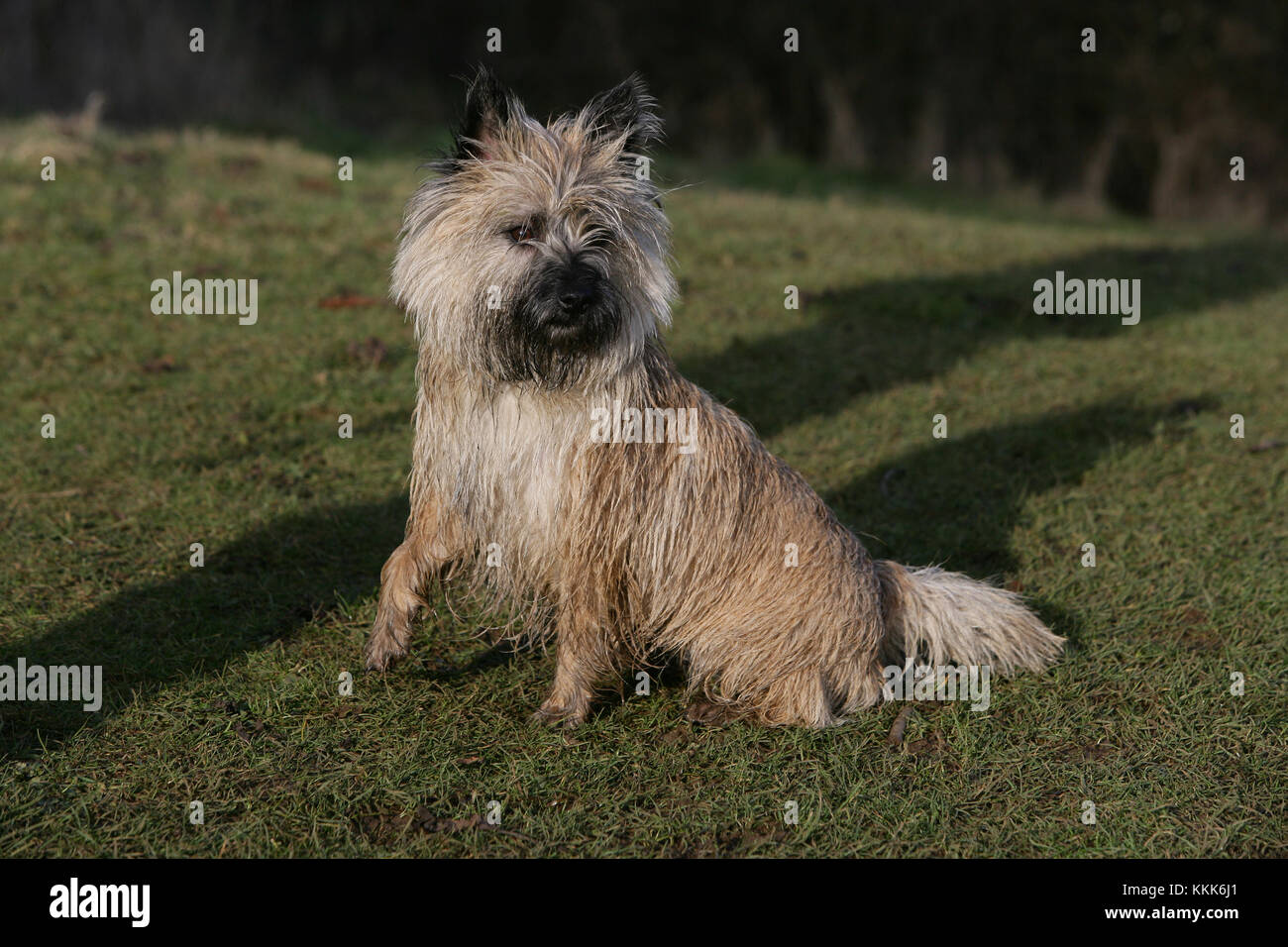 Terrier Cairn Cairn Terrier Short Haired Skye Stock Photo