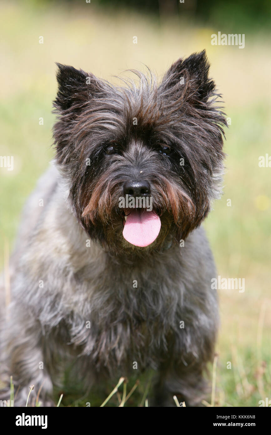 terrier - cairn cairn terrier short-haired skye stock photo