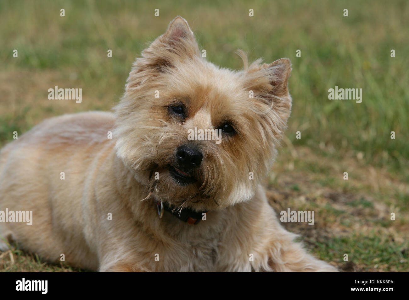 Terrier Cairn Cairn Terrier Short Haired Skye Stock Photo