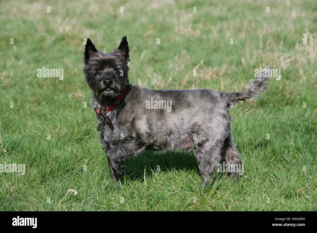 Terrier Cairn Cairn Terrier Short Haired Skye Stock Photo
