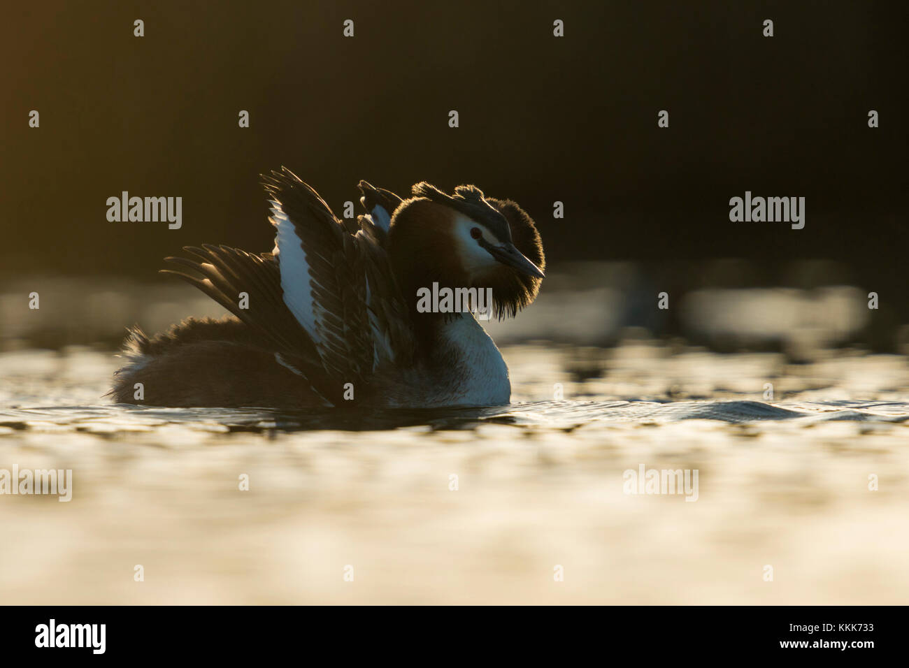 Great Crested Grebe / Haubentaucher ( Podiceps cristatus ) courting, showing cat display, opening its wings to impress a mate, early morning backlight Stock Photo