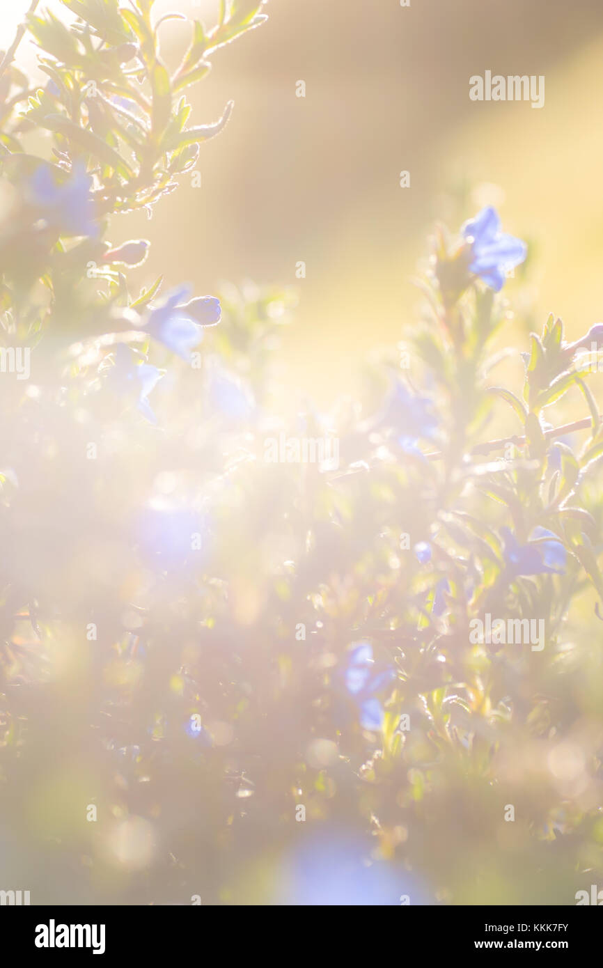 Spring blue flower with green leaves background Stock Photo - Alamy