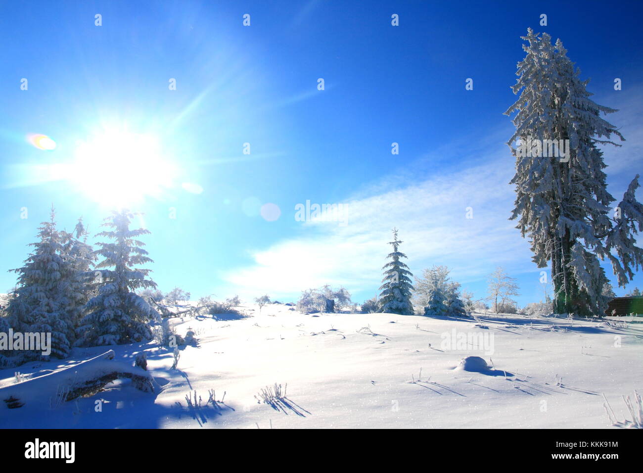 Winter landscape, sunny blue sky, pine trees covered with snow Stock ...