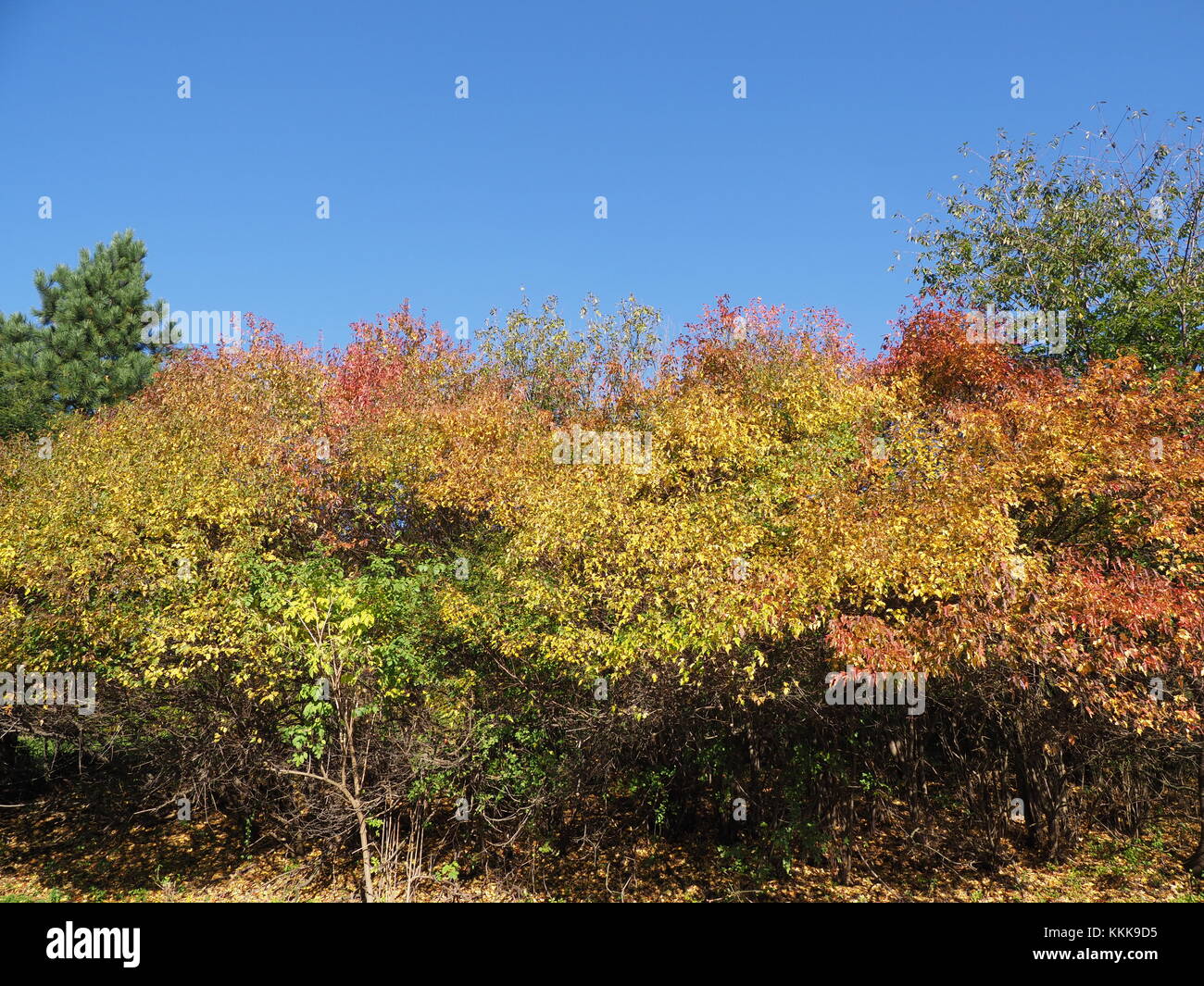 Colorful plants and trees in forest at Moravian-Silesian Beskids mountains in Czech Republic with clear blue sky in 2017 warm sunny autumn day, Europe Stock Photo