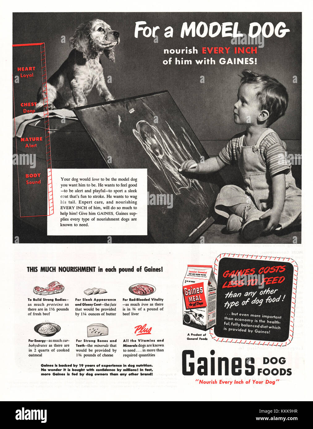 1949 U.S. Magazine Gaine's Dog Food Advert Stock Photo
