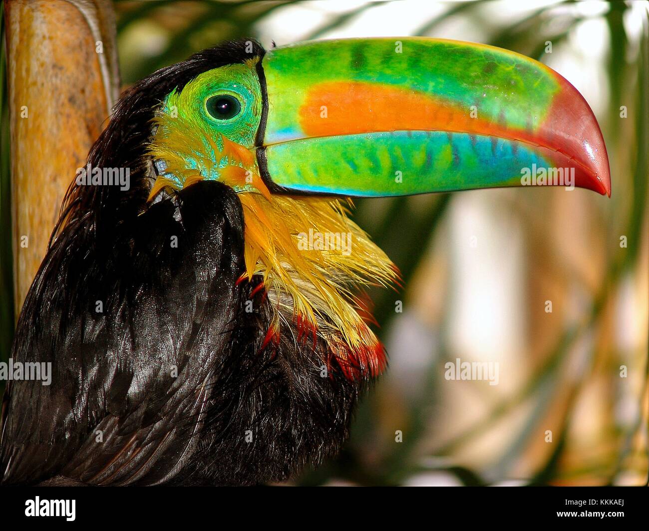 Toucan Colored Beak Toucan Colored Beak