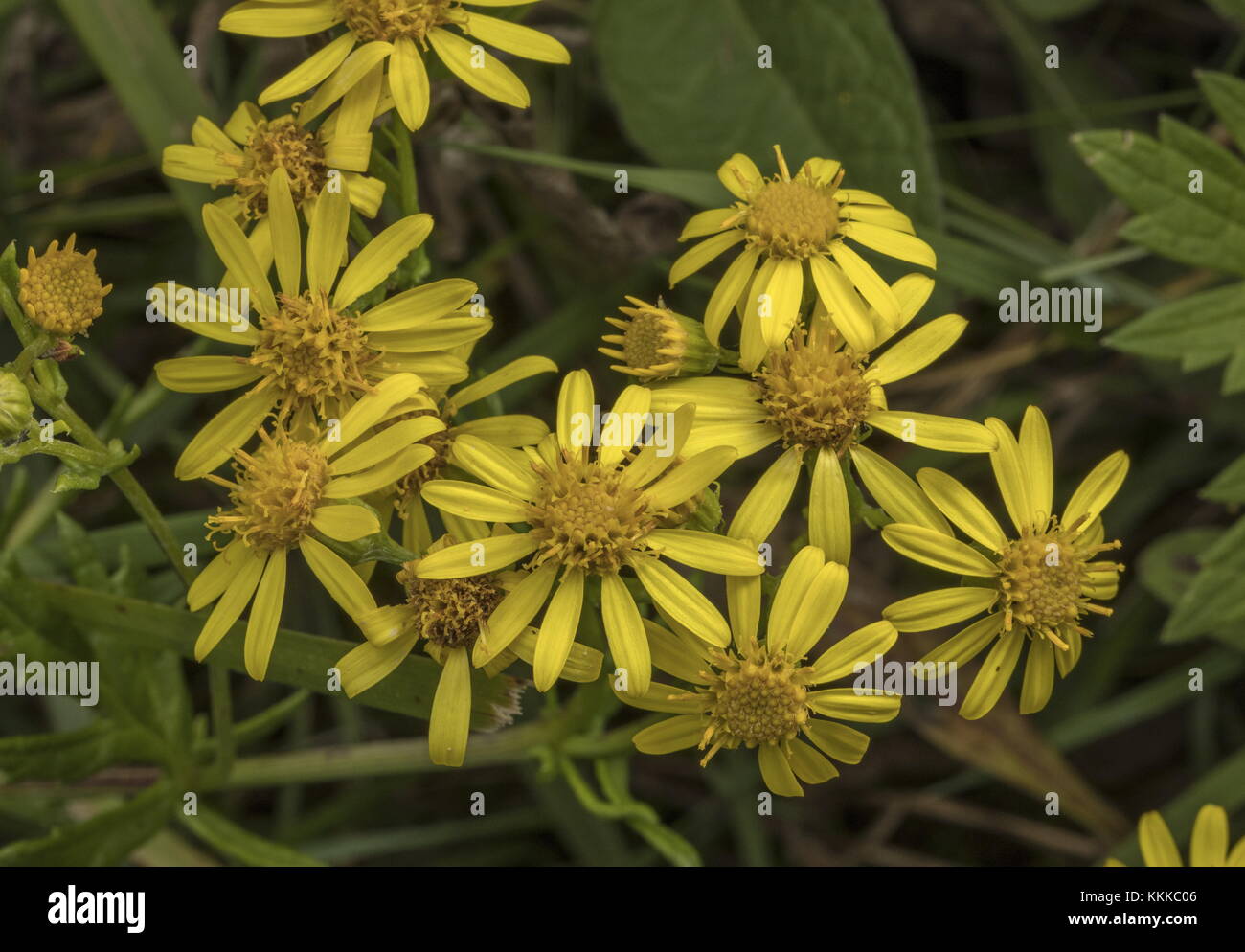 Marsh ragwort, Senecio aquaticus, in flower in late summer Stock Photo ...