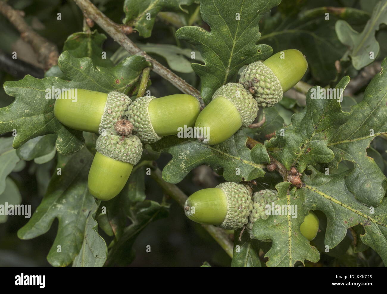 Ripe acorns of Common Oak, Quercus robur in late summer. Stock Photo