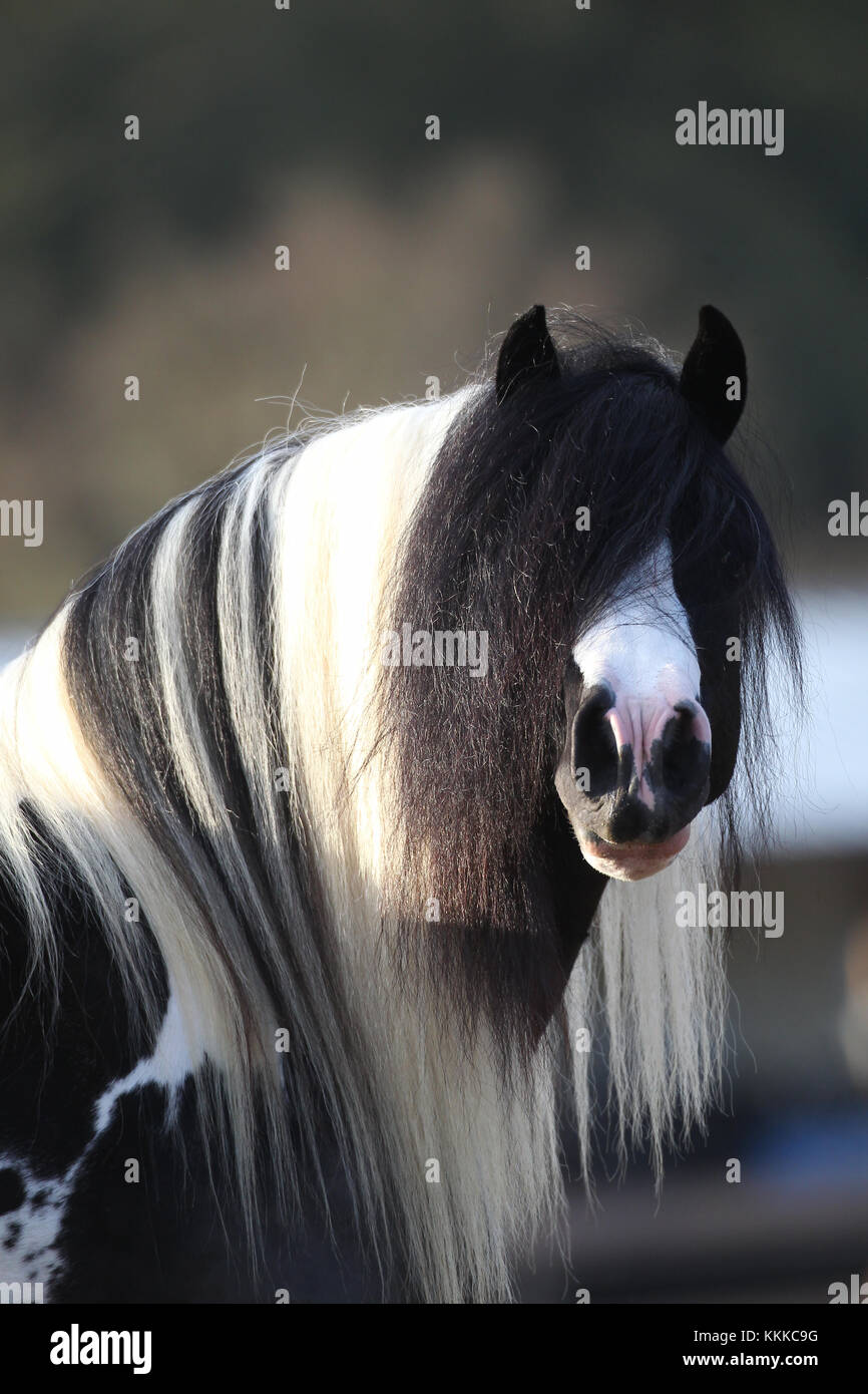 Gypsy Vanner Stock Photos Gypsy Vanner Stock Images Alamy