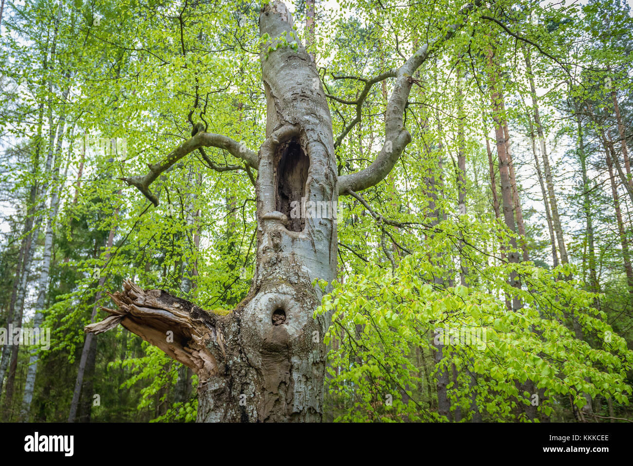 Old hornbeam tree in forest between Lubiatowo and Debki villages in Pomeranian Voivodeship of Poland Stock Photo