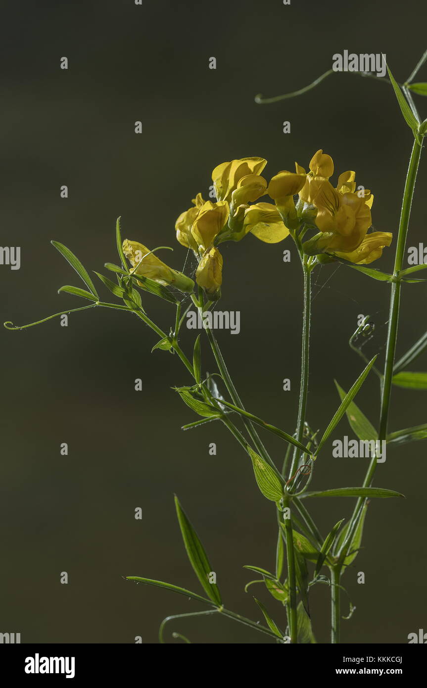 Meadow vetchling, Lathyrus pratensis in flower in Dorset meadow. Stock Photo