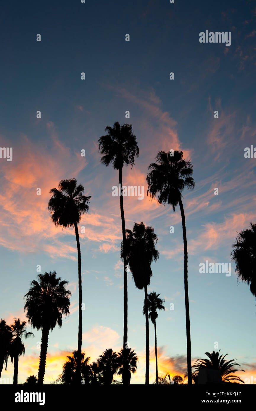 Iconic palm trees hi-res stock photography and images - Alamy