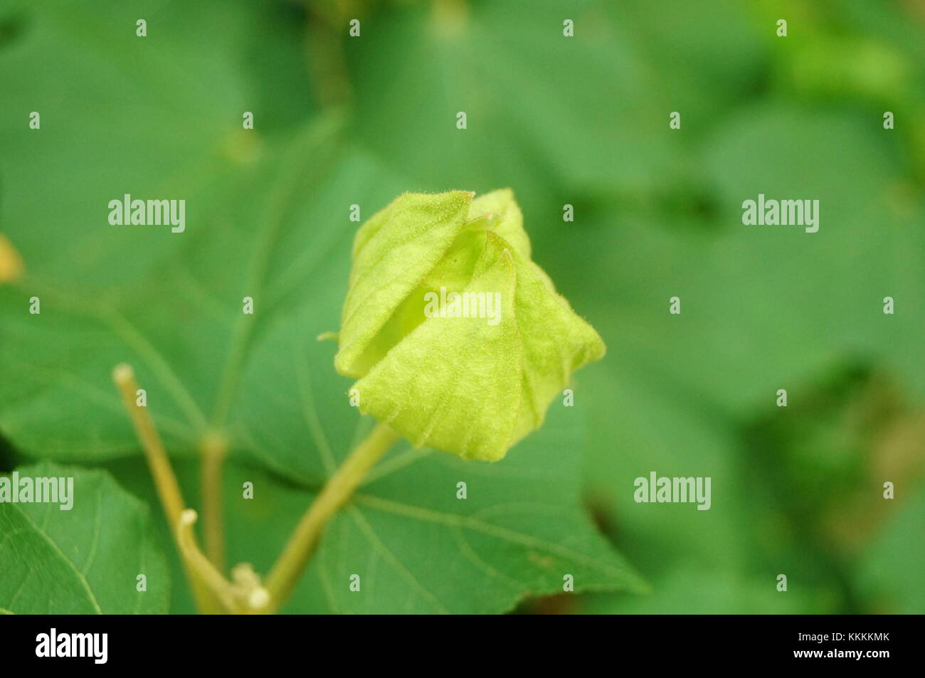 the-green-leaves-and-fruits-of-the-fig-stock-photo-alamy