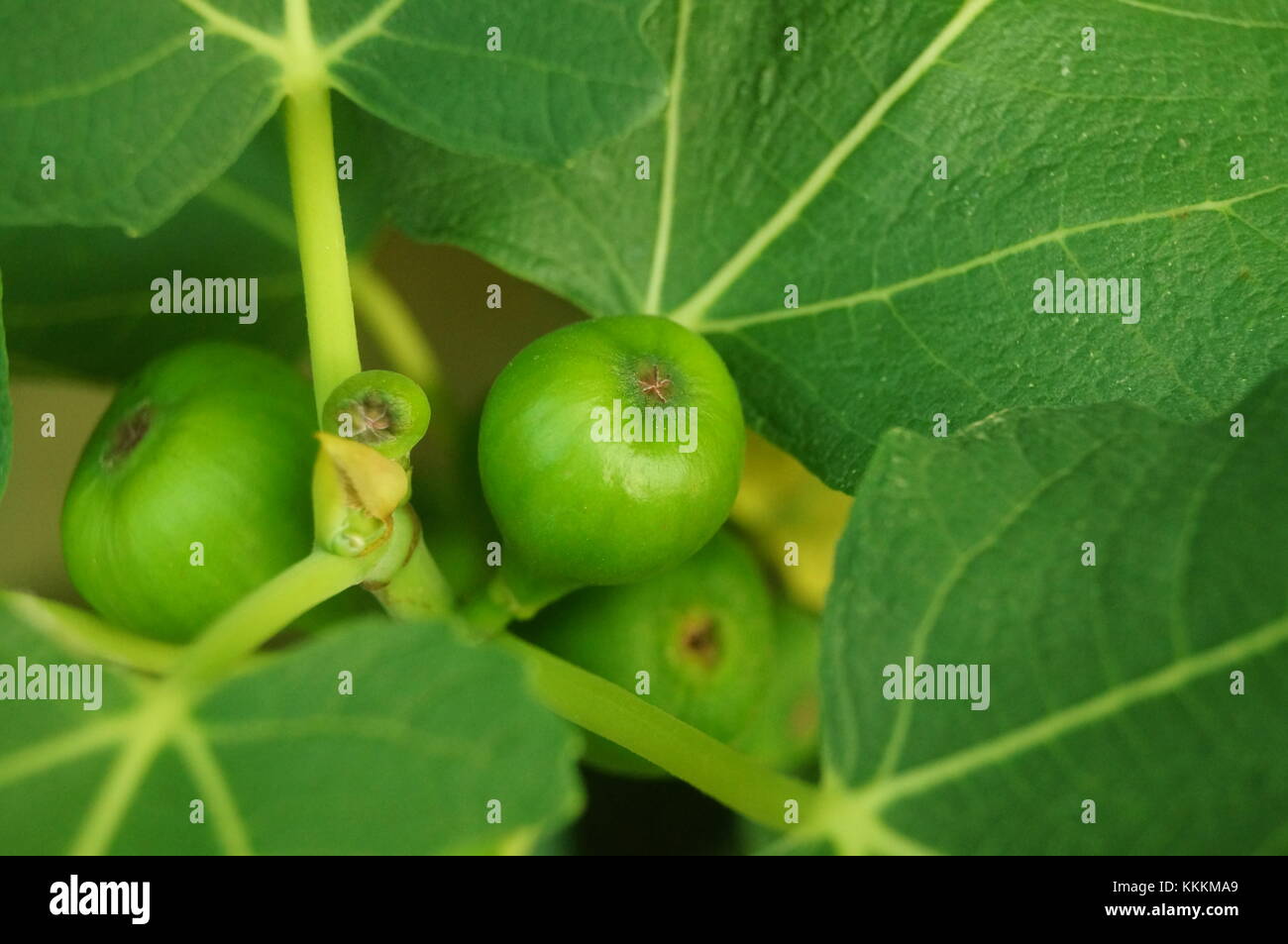 The green leaves and fruits of the fig Stock Photo Alamy