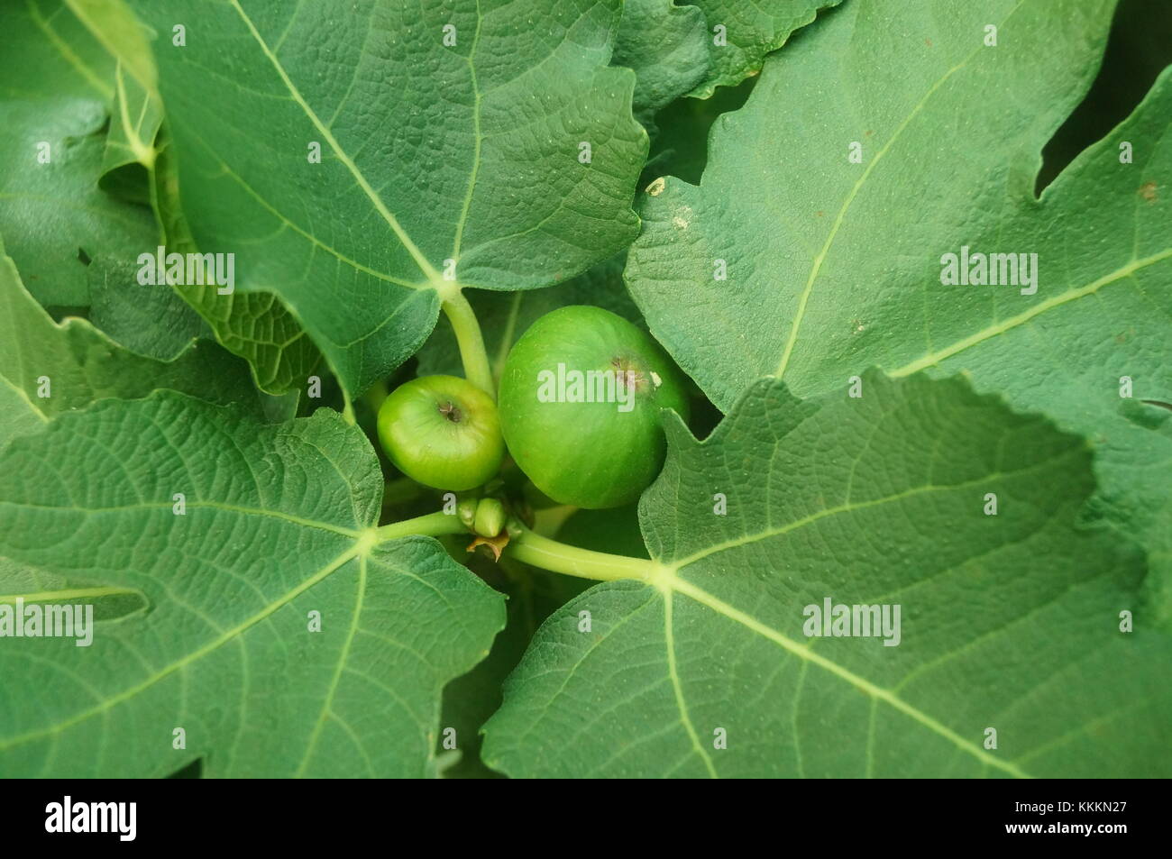 The green leaves and fruits of the fig Stock Photo Alamy