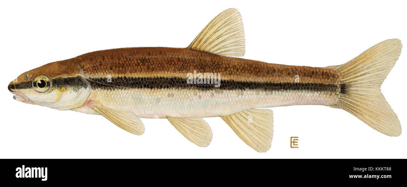 Eastern Blacknose Dace (Rhinichthys atratulus Stock Photo Alamy