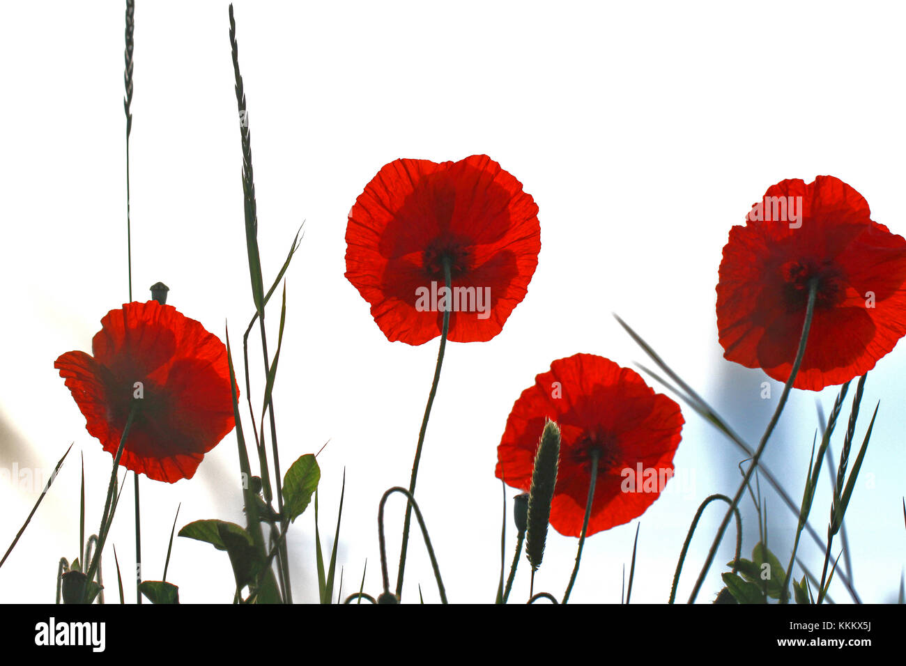 Poppy flowers or papaver dubium poppies with the light behind in Italy in Springtime remembrance flower first world war Stock Photo