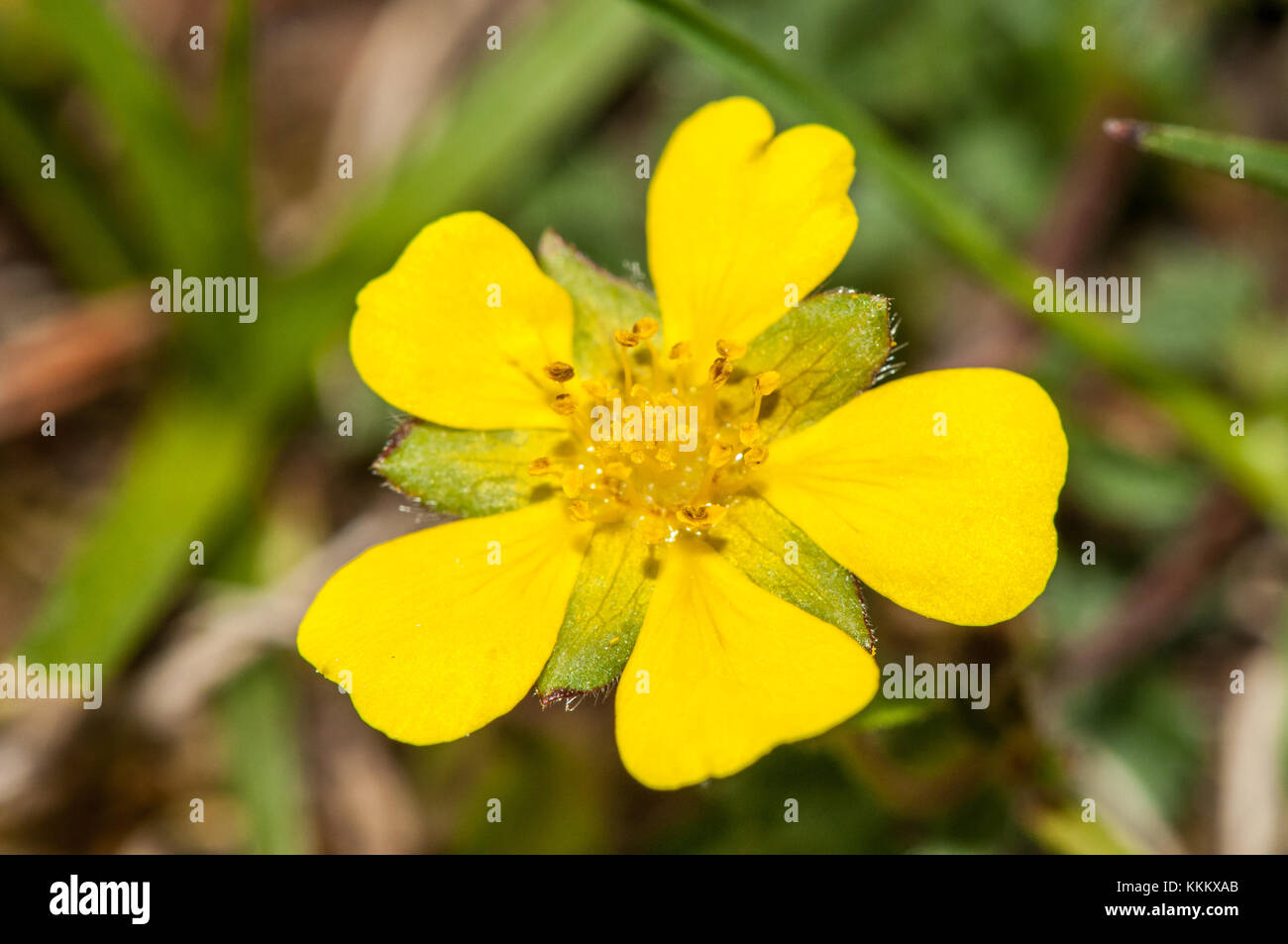 wild bean family yellow flower, Gombren, Ripolles, Catalonia Stock Photo