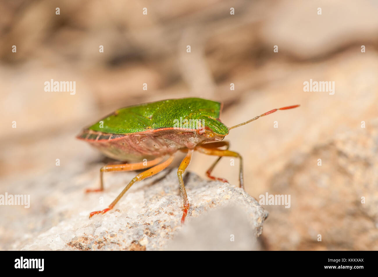 Green shield bug, Palomena prasina, on a rock, Gombren, Ripolles, Catalonia Stock Photo