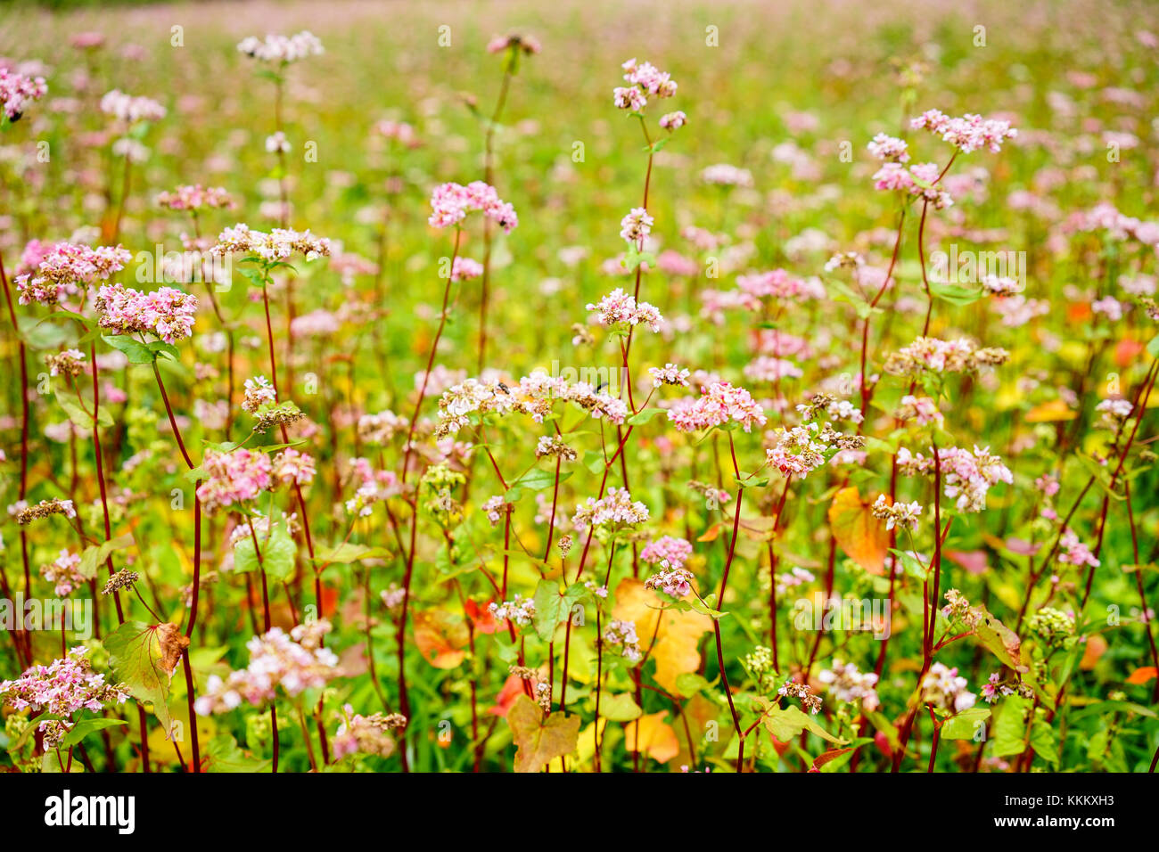 Buckwheat flowers on the field at sunny day in Thimphu, Bhutan Stock
