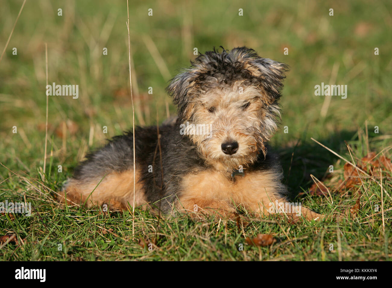 middleton lakeland terrier