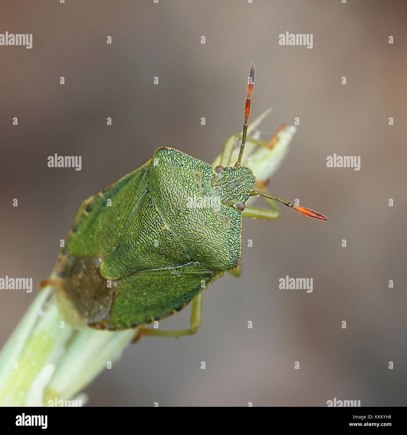 Green shield bug, Palomena prasina Stock Photo