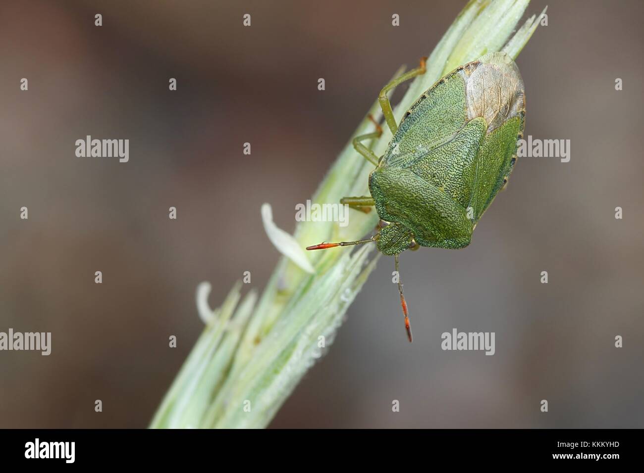 Green shield bug, Palomena prasina Stock Photo