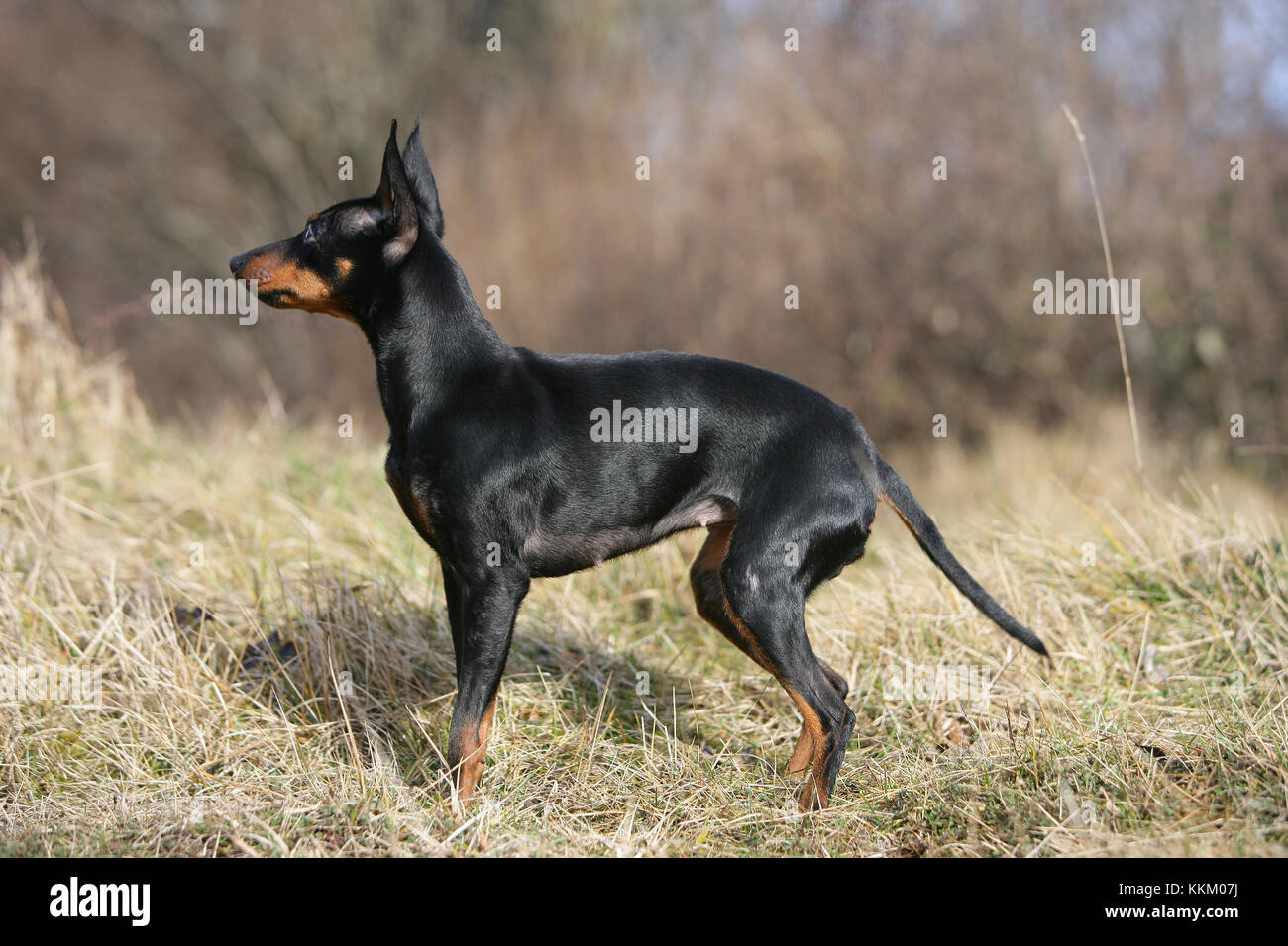 Terrier English Toy English Toy Terrier Black And Tan Toy Terrier Stock Photo Alamy