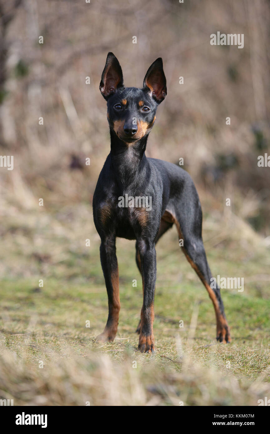 Terrier English Toy English Toy Terrier Black And Tan Toy Terrier Stock Photo Alamy