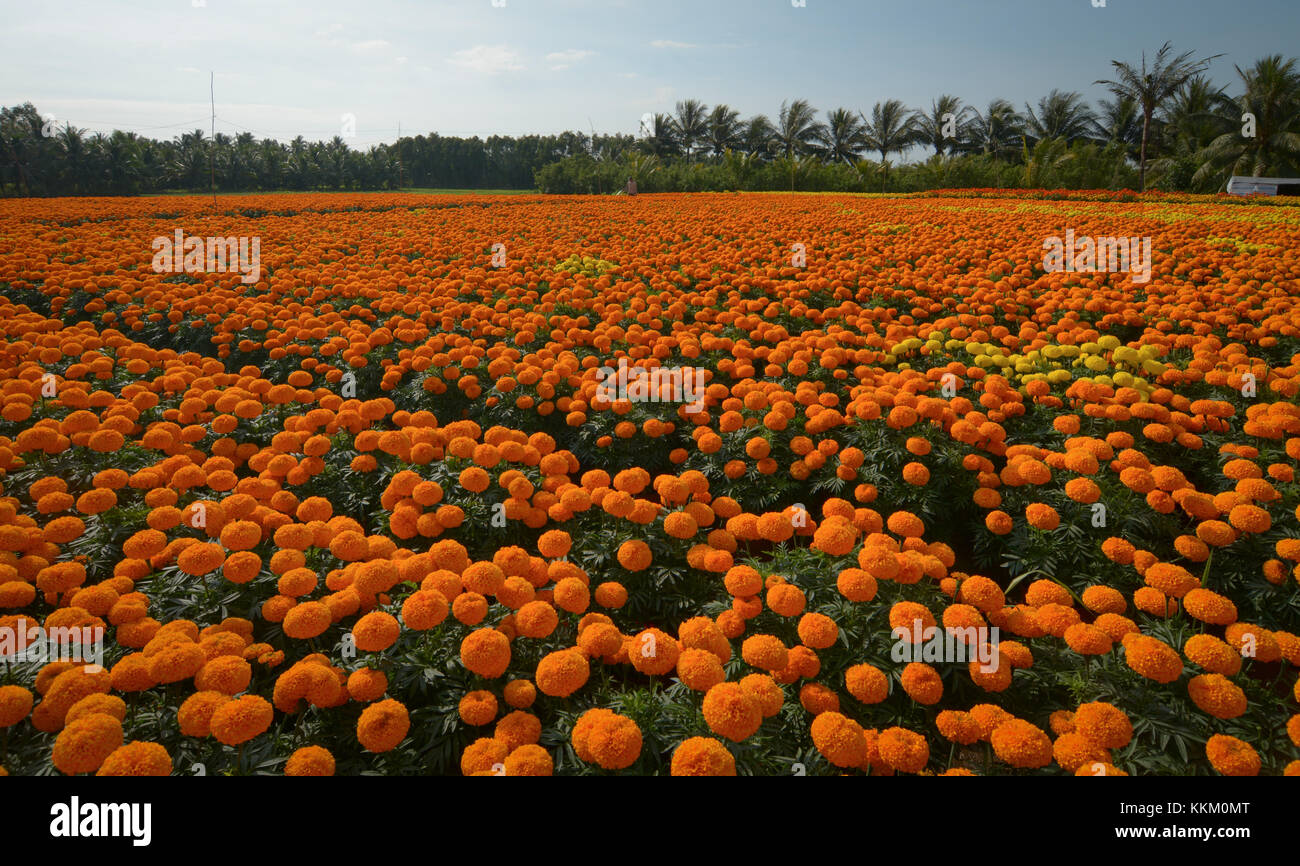 Flower plantation at sunny day in Mekong Delta, Vietnam. The Mekong delta region encompasses a large portion of southwestern Vietnam of 39,000 square  Stock Photo