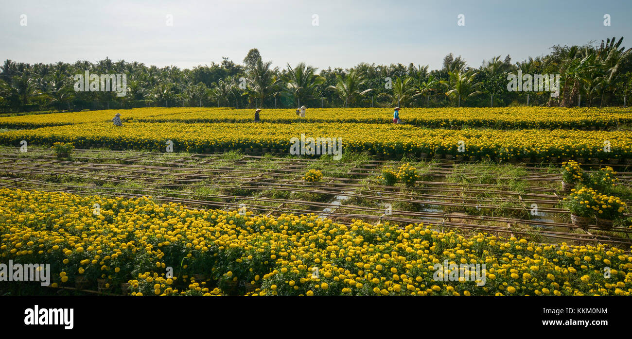 People working at the flower plantation at sunny day in Sa Dec, Vietnam. Sa Dec is a river port and agricultural and industrial trading center in sout Stock Photo