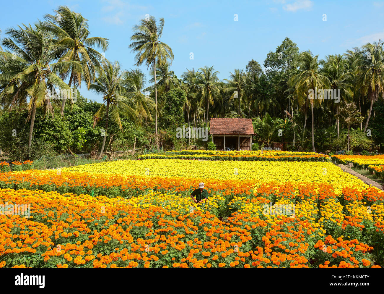 Sa Dec, Vietnam - Jan 31, 2016. A man working at the flower plantation at sunny day in Sa Dec, Vietnam. Sadec District specializes in products from th Stock Photo