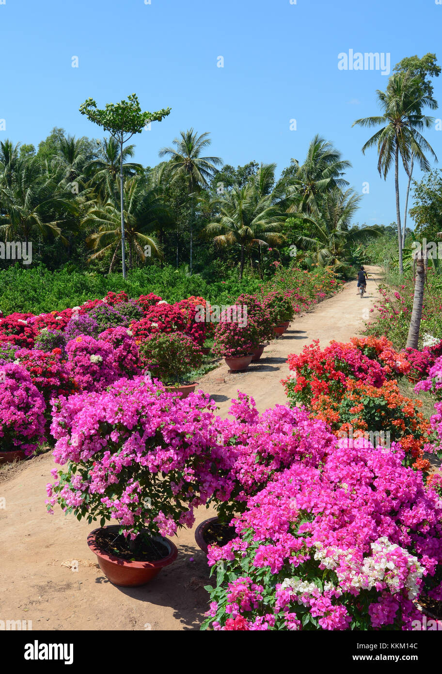 Bougainvillea flower plantation at sunny day in Mekong Delta, Vietnam. Stock Photo