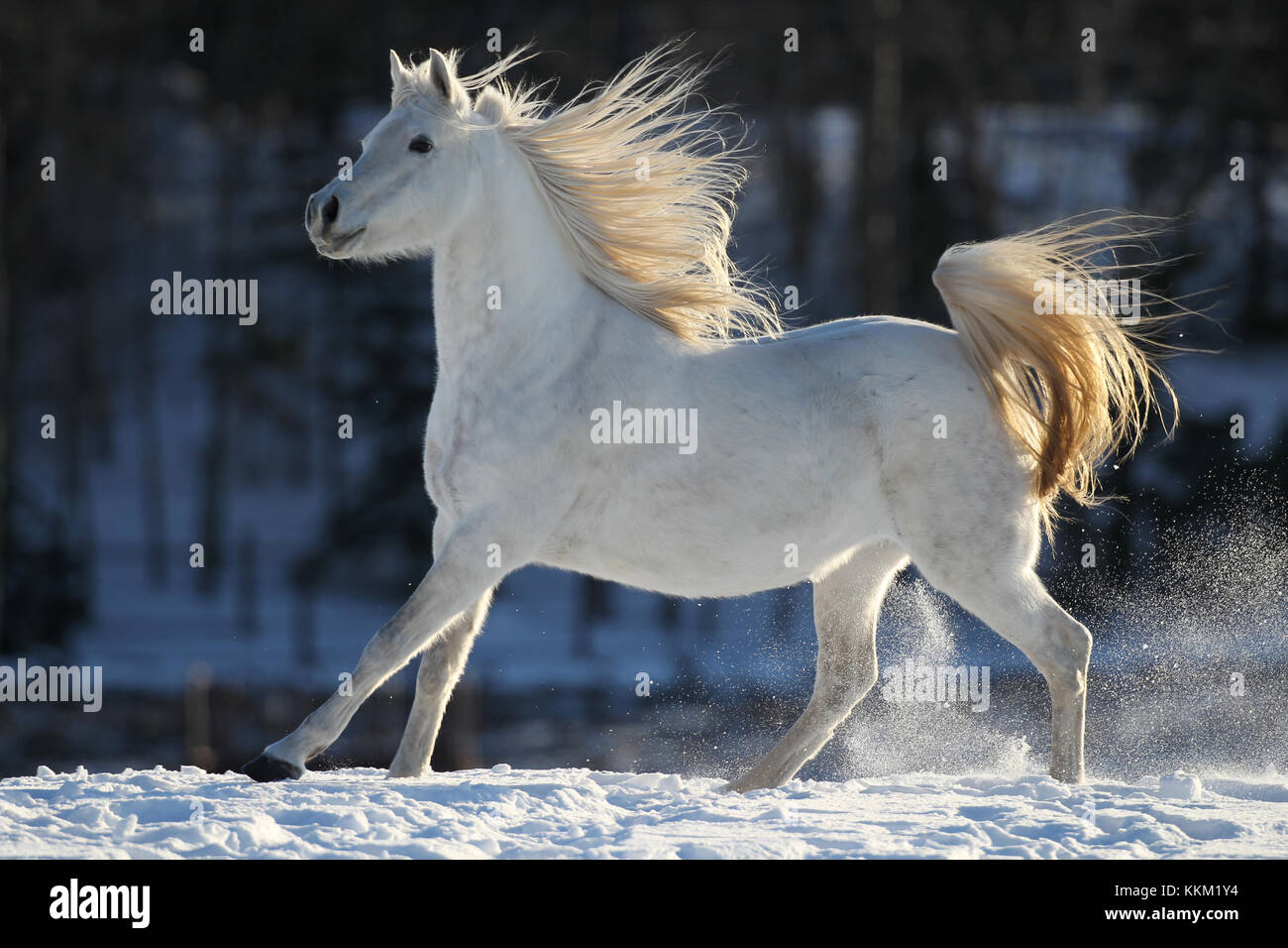 Arab in the snow Stock Photo Alamy