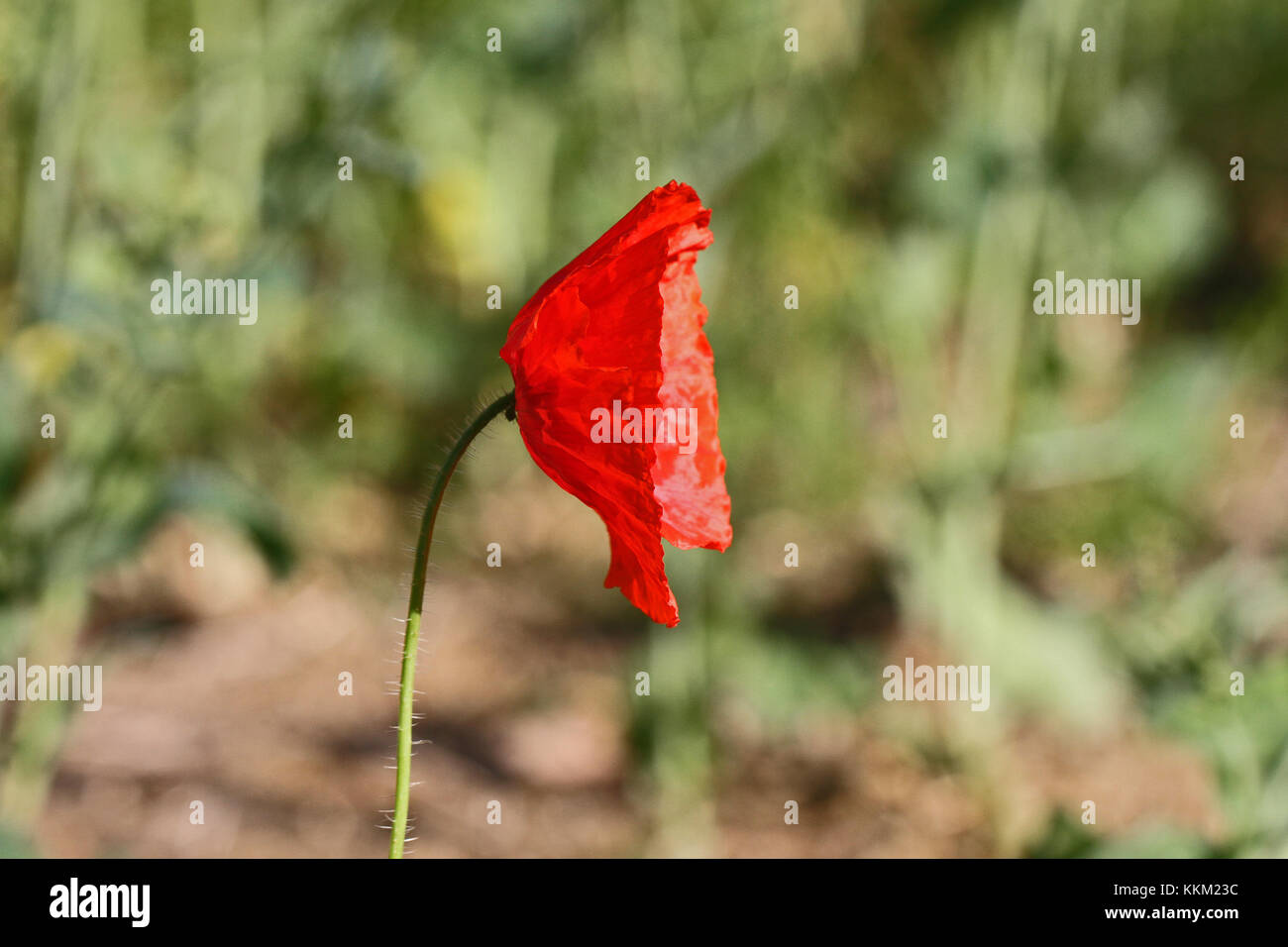 Poppy flower or papaver dubium side view in Italy in Springtime remembrance flower first world war Stock Photo