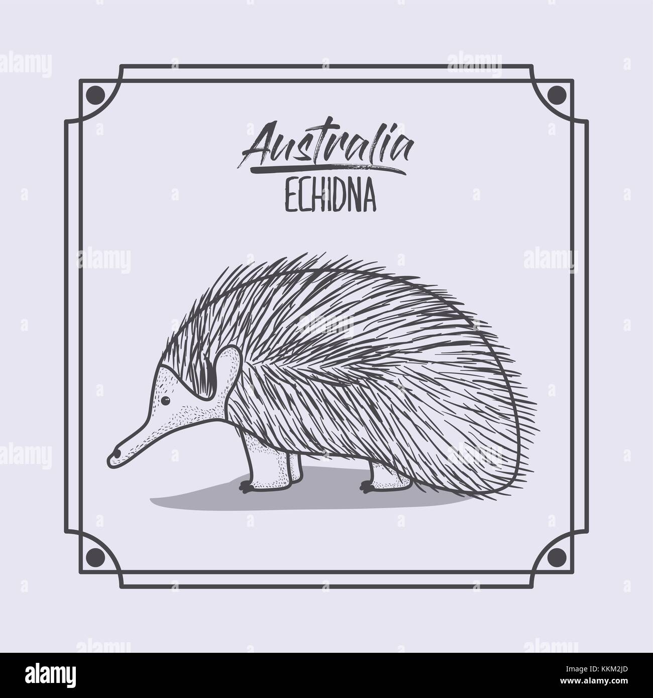 australia echidna in frame and monochrome silhouette Stock Vector Image ...