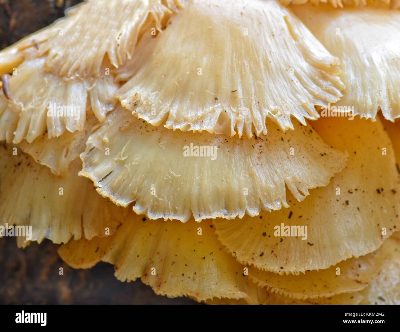 Overlapping Mushrooms on a Tree Stock Photo