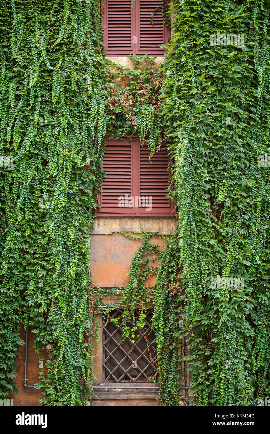 The windows and shutters of a residential building in Rome, Italy covered with an overgrown ivy type plant. Stock Photo