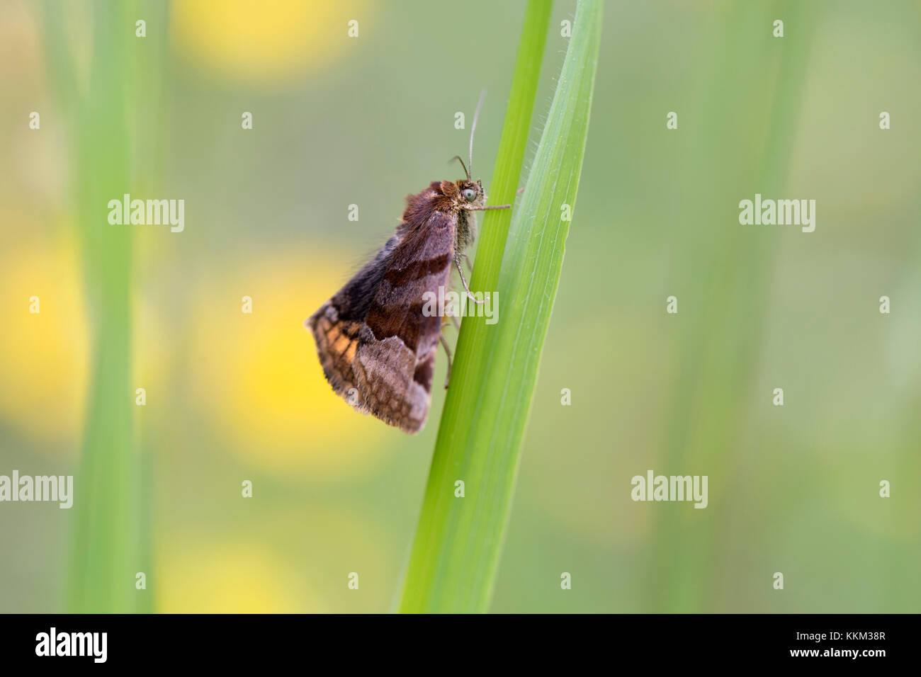 Panemeria tenebrata, the small yellow underwing Stock Photo