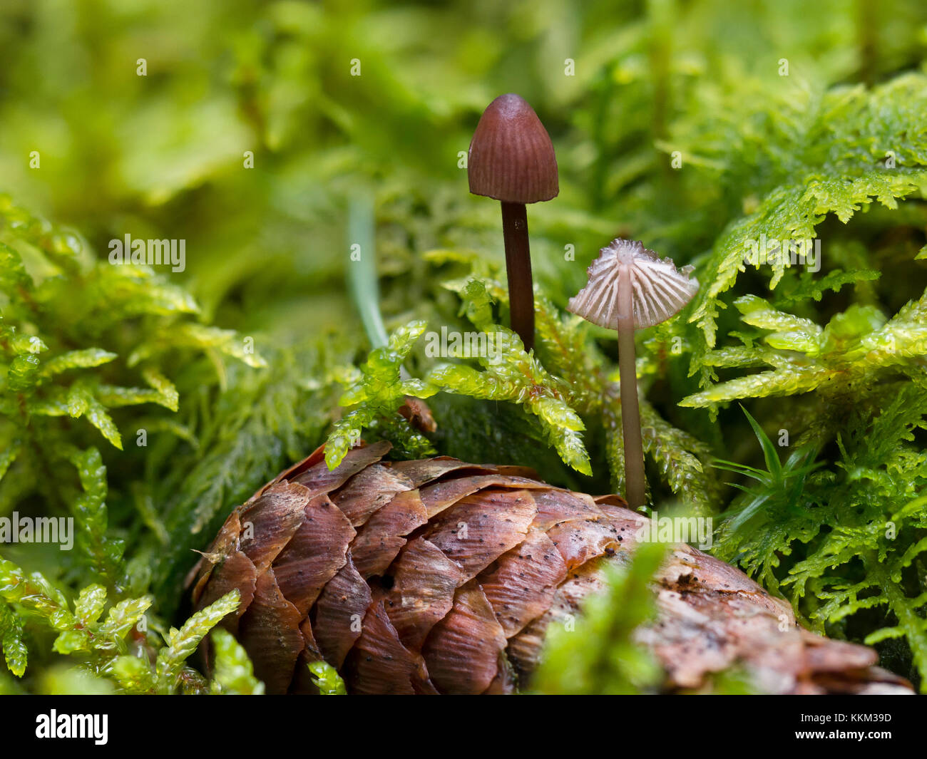 Mushrooms and fir cone in moss Stock Photo