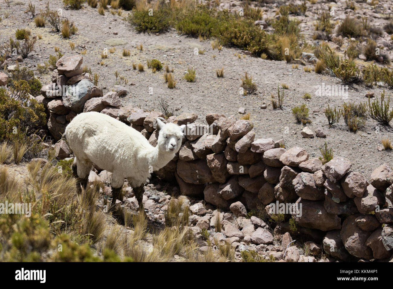 Alpaca in Andes Mountains, Peru, South America Stock Photo - Alamy